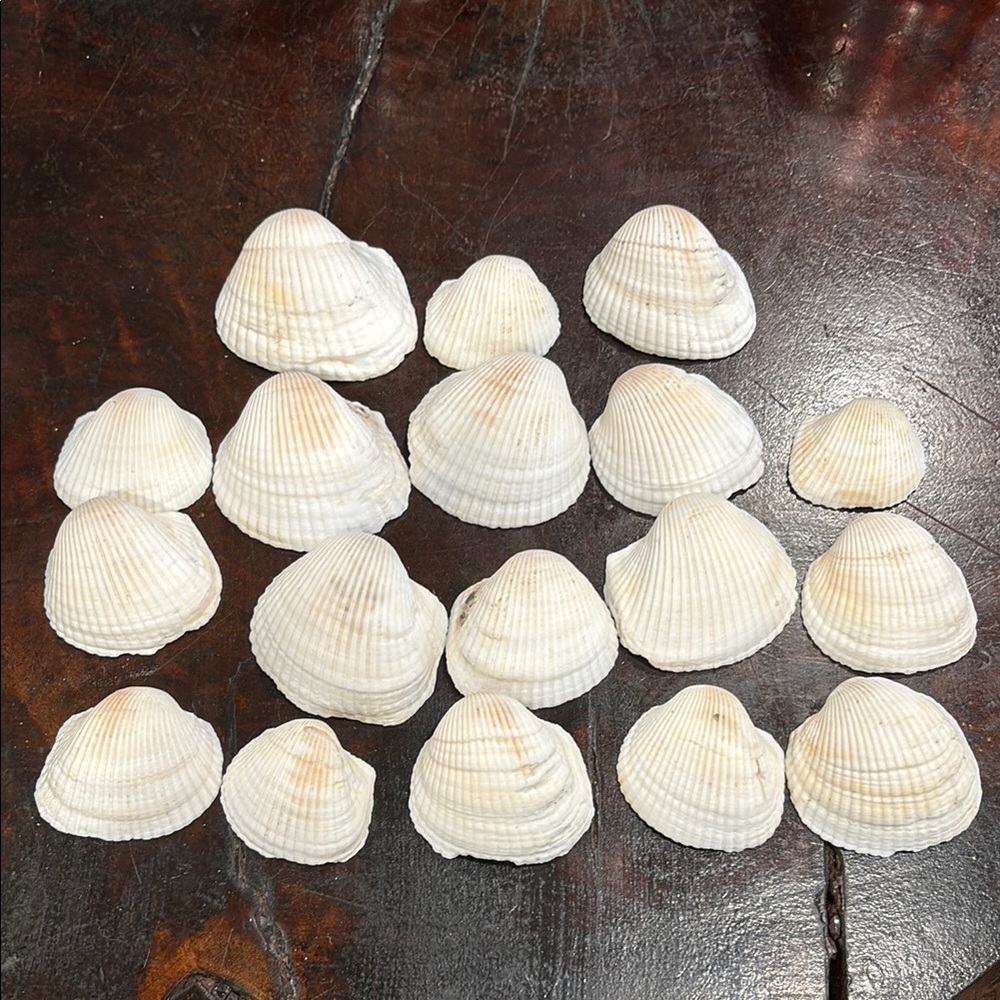 White Seashell Collection 18 seashells